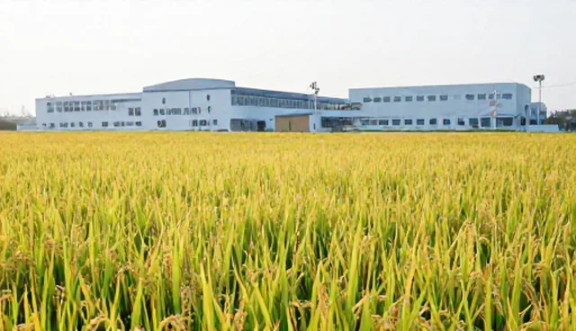 温度变化对优质稻米性能的影响原因解析