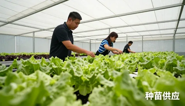 安徽汇众福农产品专业合作社联合社解答关于种苗供应的问题